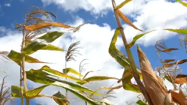 Sugar cane    — Video Stock